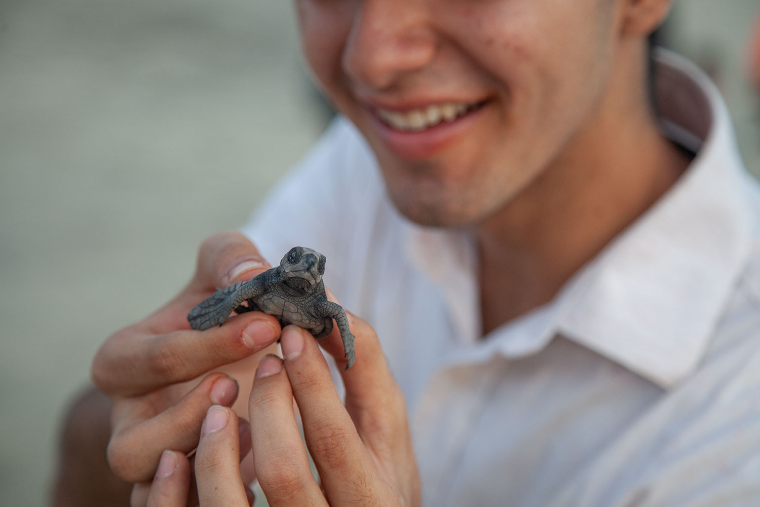 Liberacion de Tortugas en Huatulco