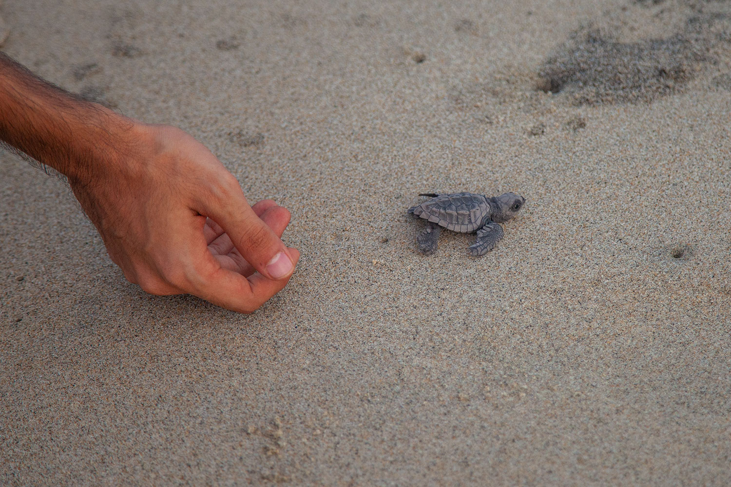 Tours a la liberacion de tortugas en Huatulco al mejor precio